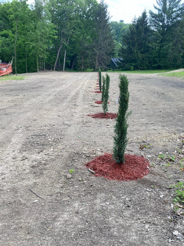 Italian Cypress Evergreen Trees for Sale