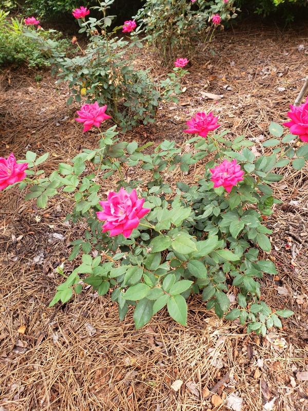 Double Knock Out Roses for Sale