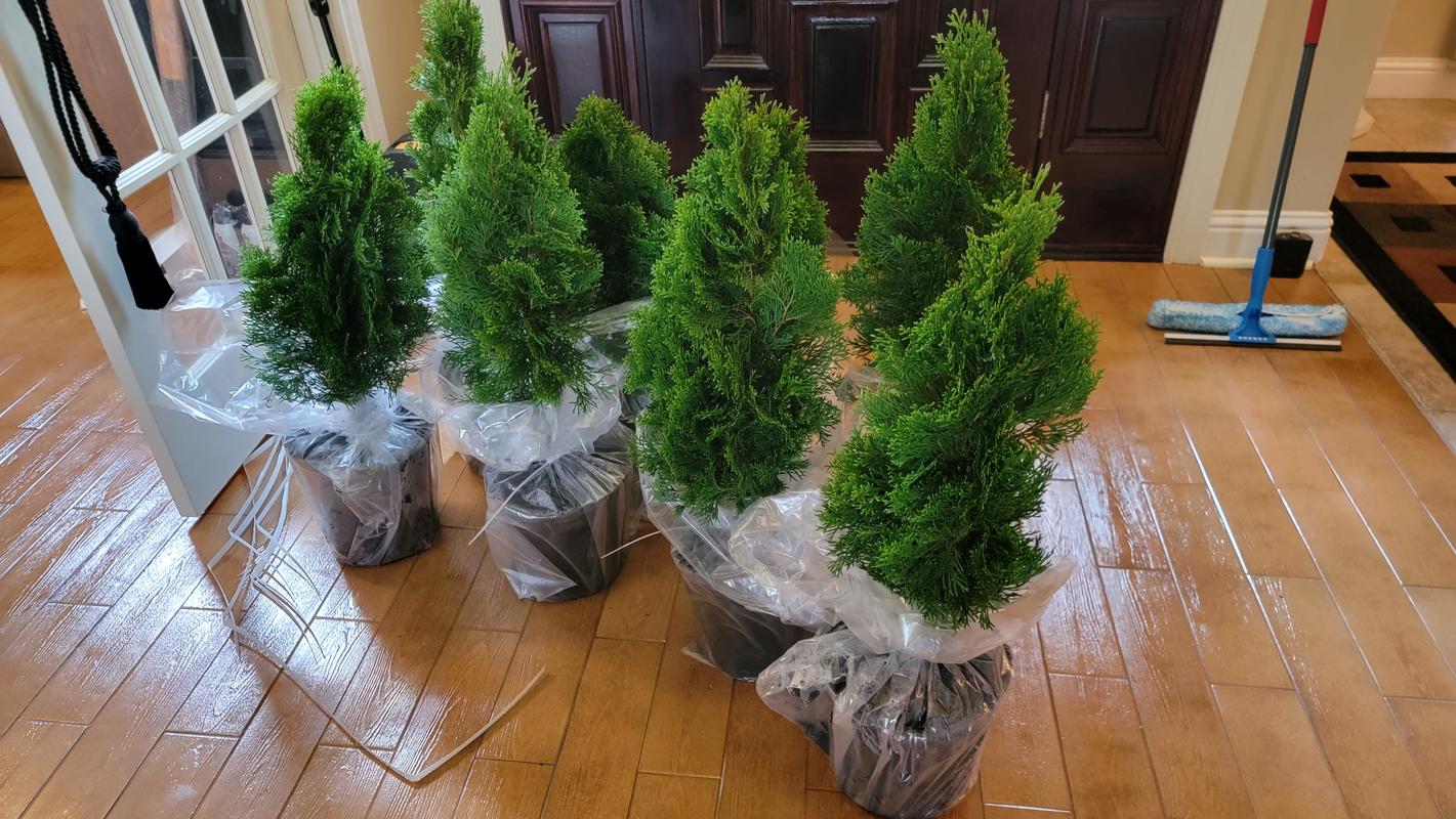 Emerald Green Thuja Arborvitaes for Sale