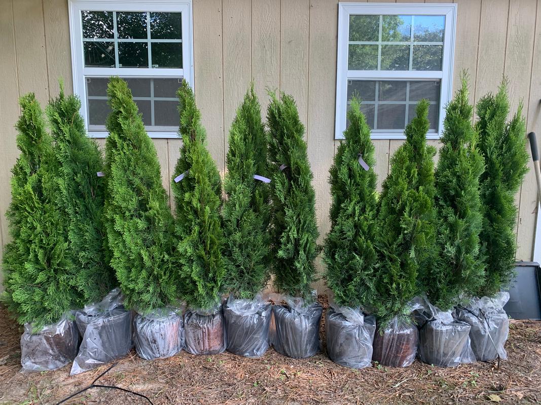 Emerald Green Thuja Arborvitaes For Sale 7664