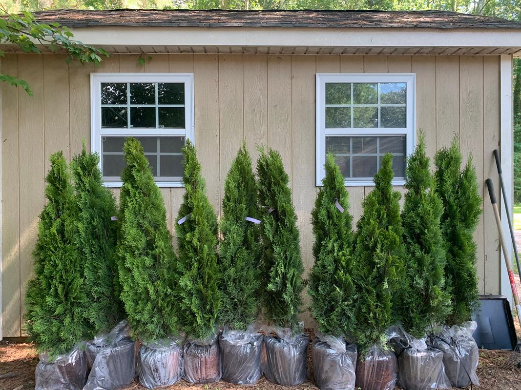 Emerald Green Thuja Arborvitaes for Sale– FastGrowingTrees.com