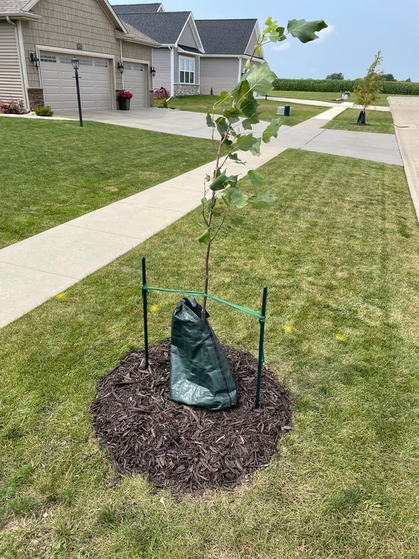 Tulip Poplar Trees for Sale