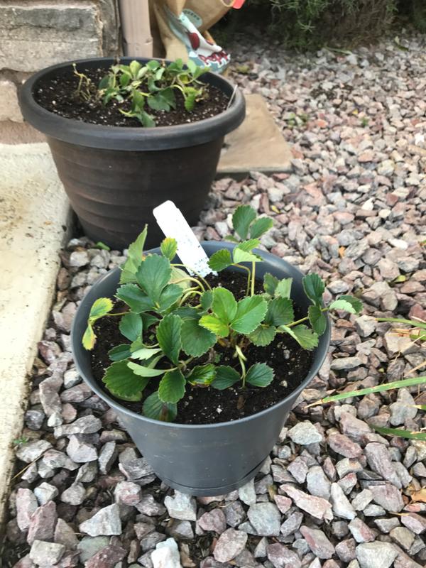 Pineberry Strawberry Plants for Sale