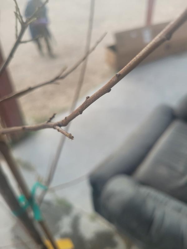 Dwarf Santa Rosa Plum Trees for Sale