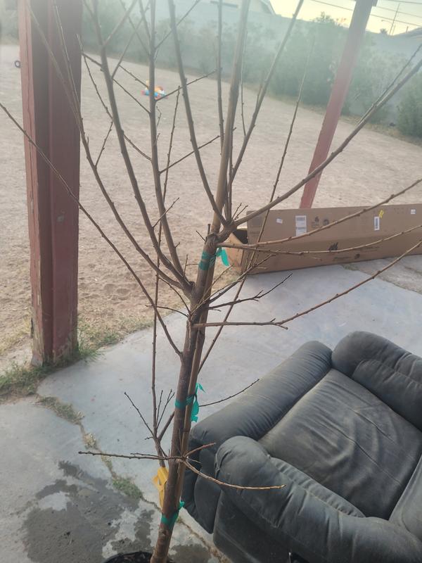 Dwarf Santa Rosa Plum Trees for Sale