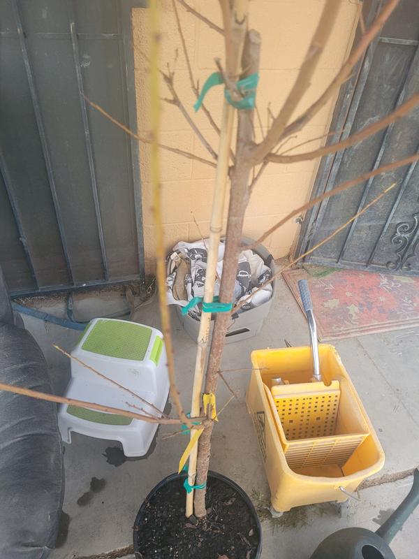 Dwarf Santa Rosa Plum Trees for Sale