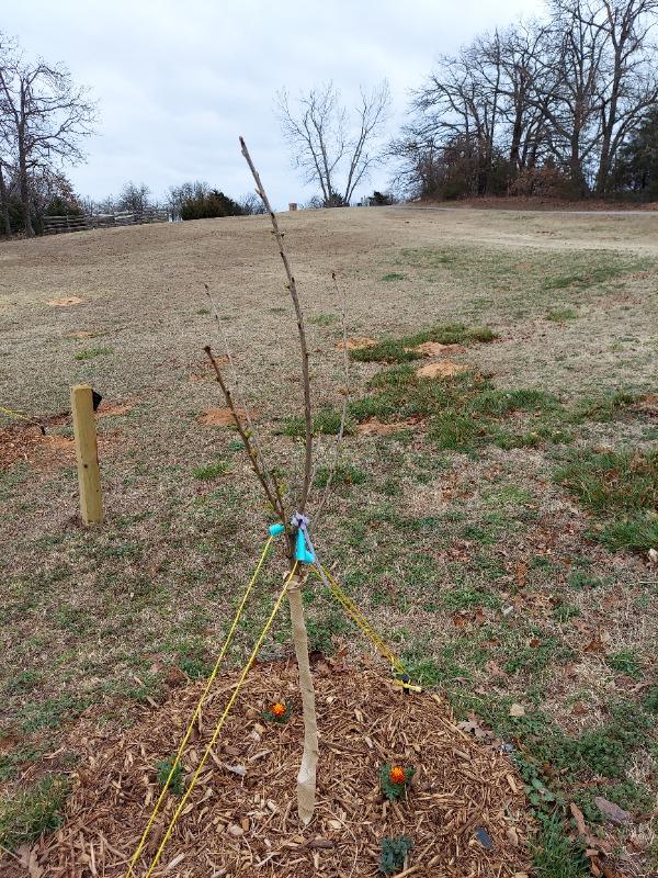 Dwarf Bing Cherry Trees for Sale– FastGrowingTrees.com