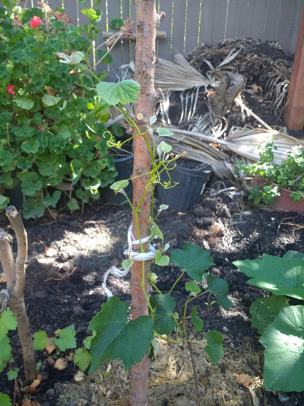 Concord Grapes for Sale