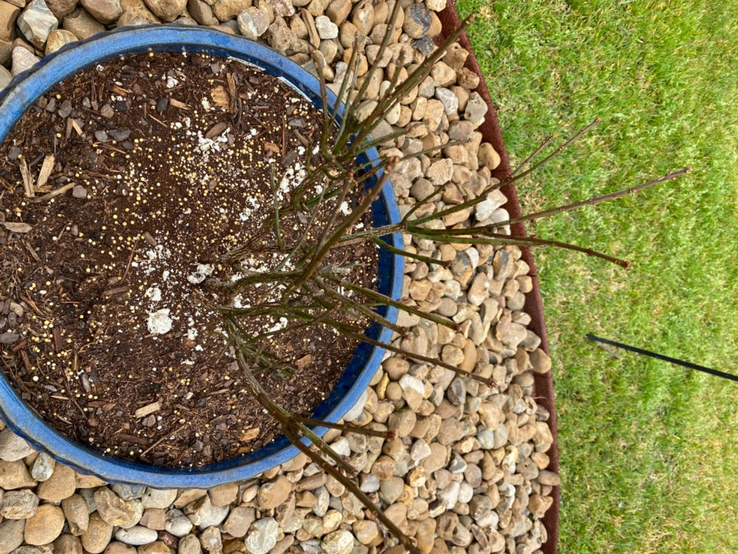 Burning Bush Plants for Sale