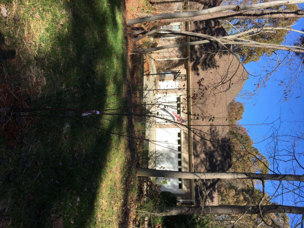 Heritage® River Birch Trees for Sale