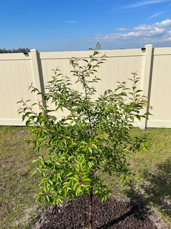 Okame Cherry Trees for Sale