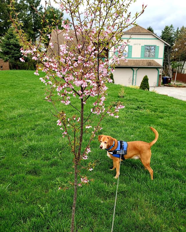 Okame Cherry Trees for Sale