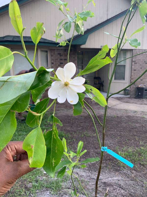 Sweetbay Magnolia Trees for Sale