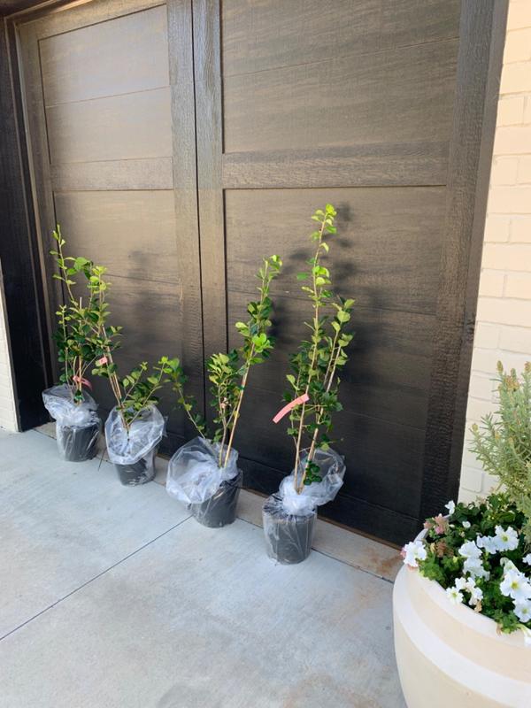 American Holly Trees for Sale