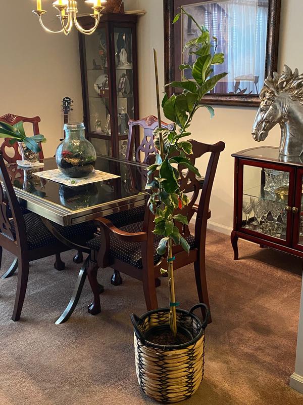 Pink Variegated Eureka Lemon Trees for Sale