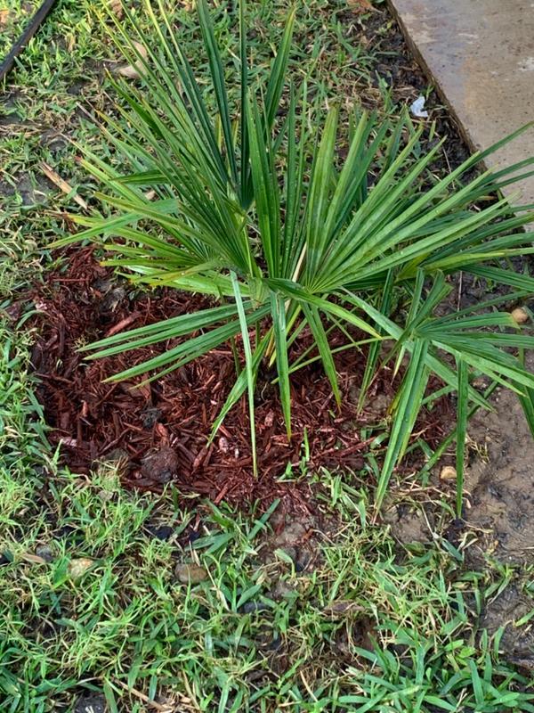 Windmill Palm Trees for Sale