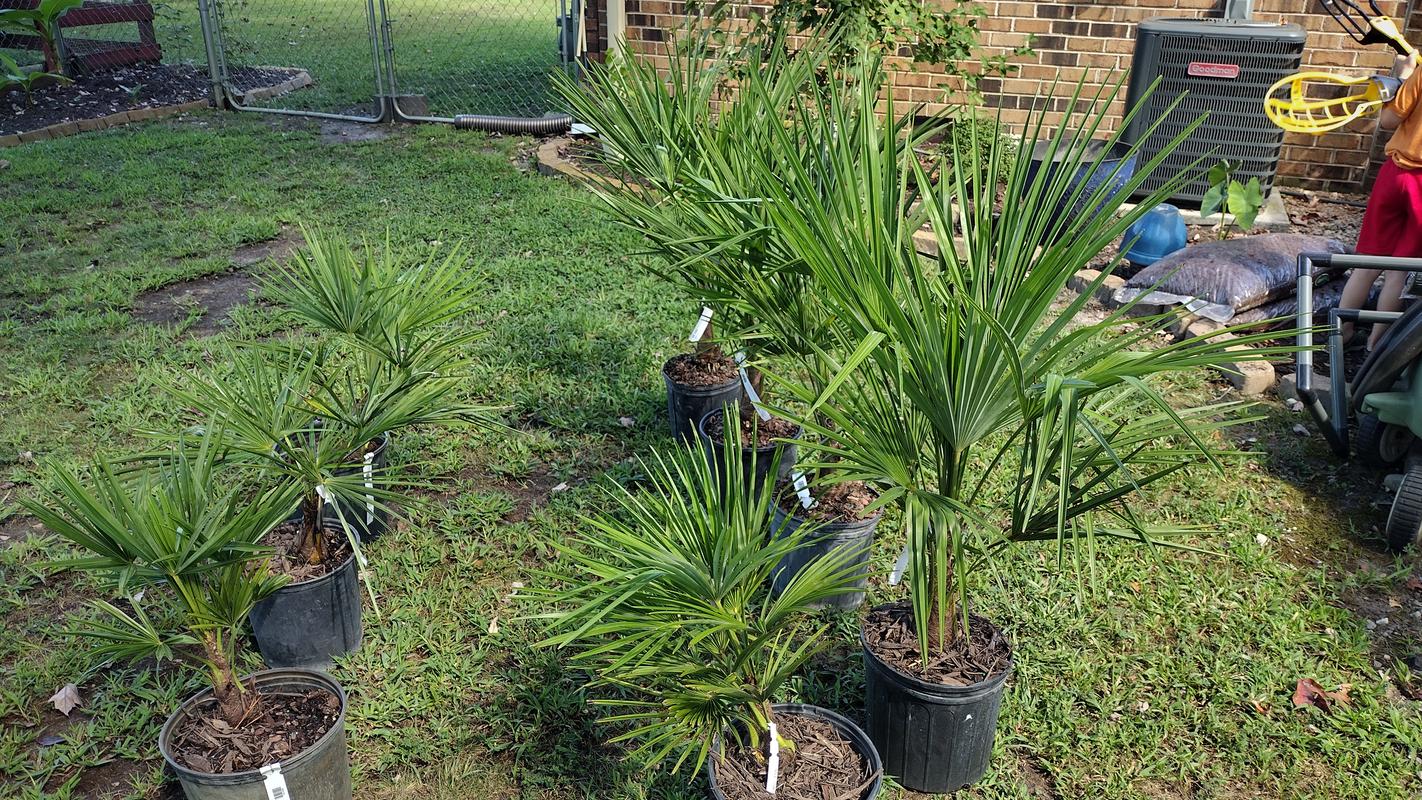 Windmill Palm Trees for Sale