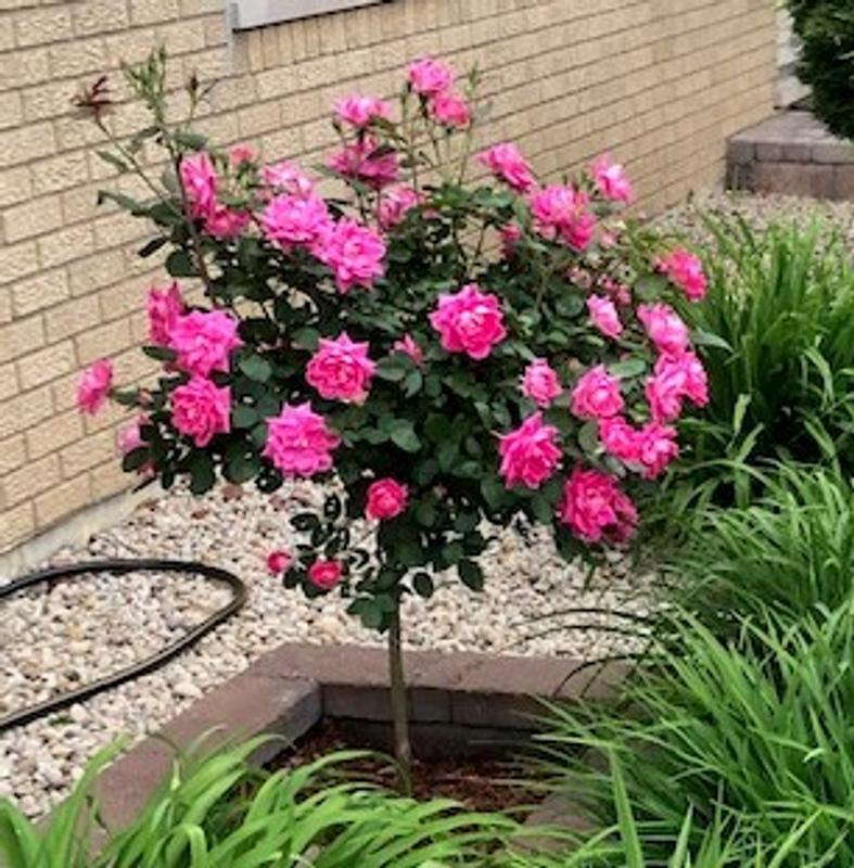 Pink Knock Out Rose Trees For Sale