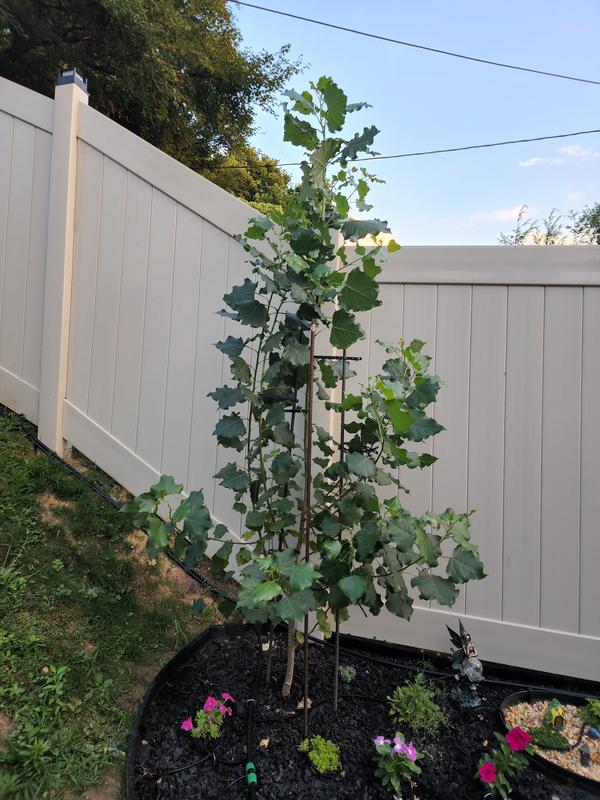 Hybrid Poplar Trees for Sale