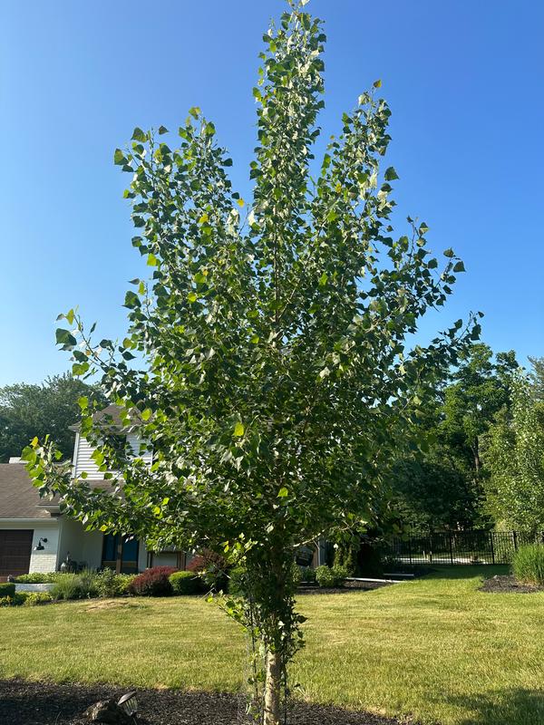 Hybrid Poplar Trees For Sale