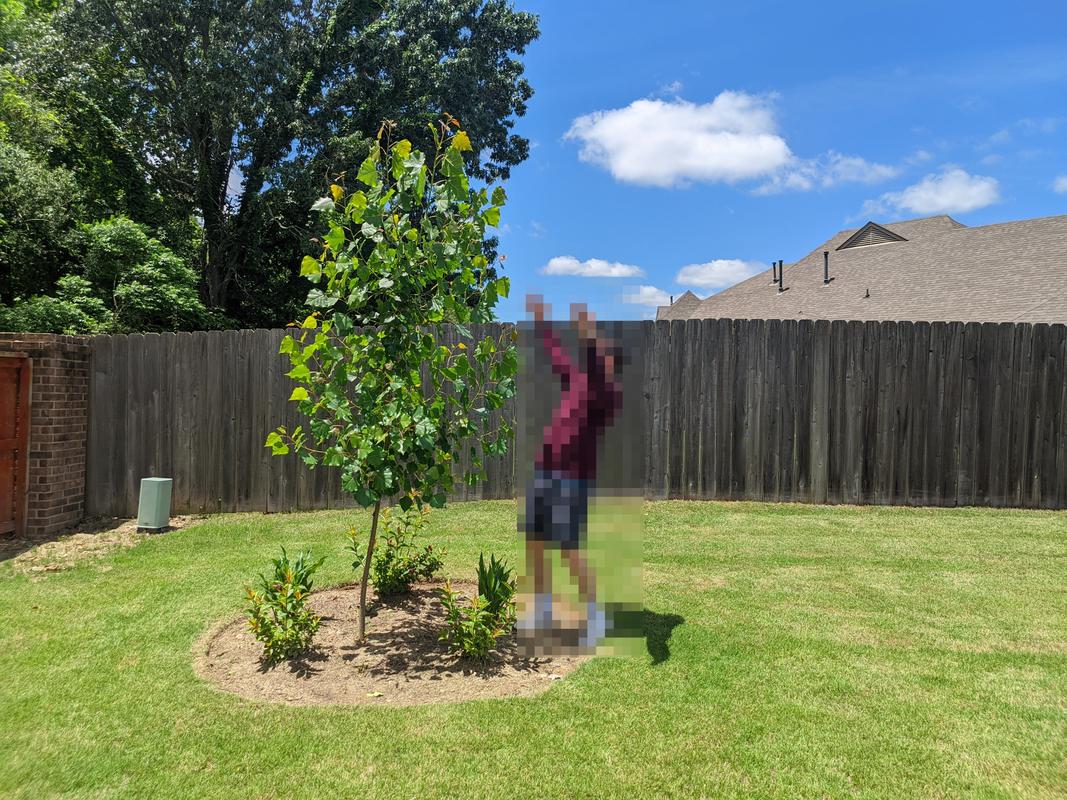 Hybrid Poplar Trees for Sale