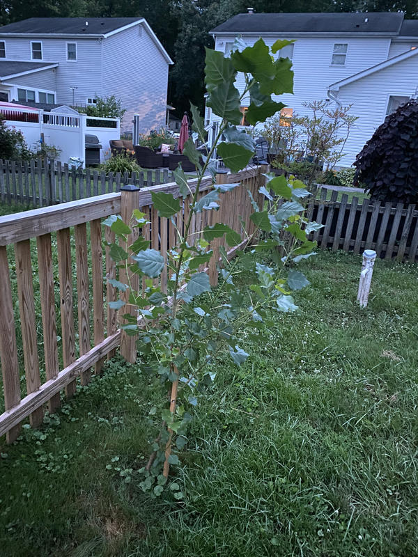 Hybrid Poplar Trees for Sale