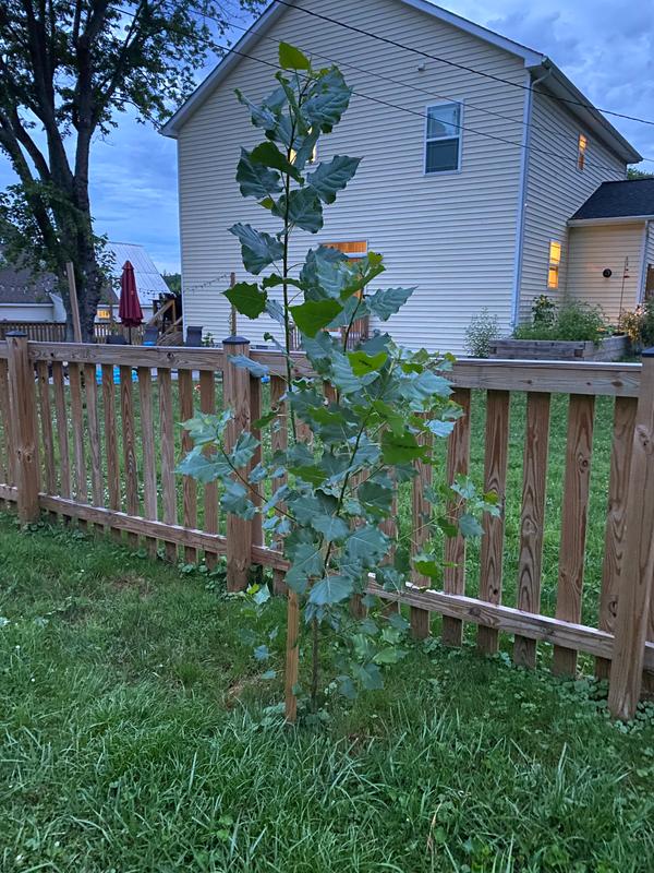 superior hybrid poplar tree populus deltoids x polulus nigra