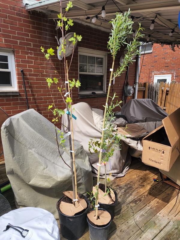 Hybrid Poplar Trees for Sale