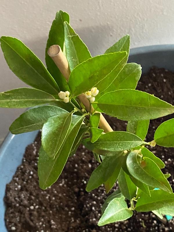 Nules Clementine Trees for Sale