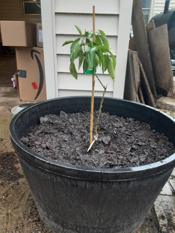 Nules Clementine Trees for Sale