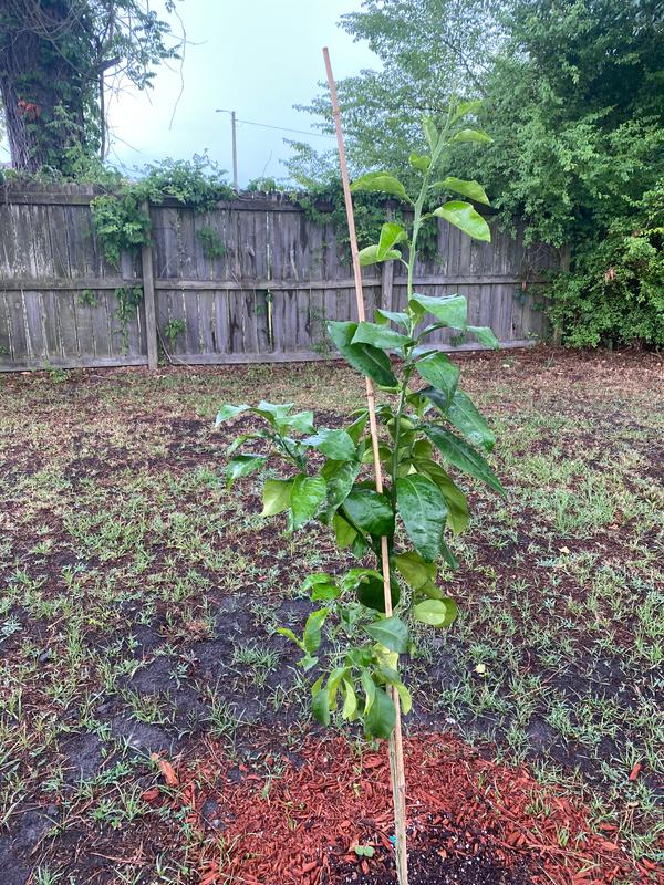 Ruby Red Grapefruit Citrus Trees for Sale