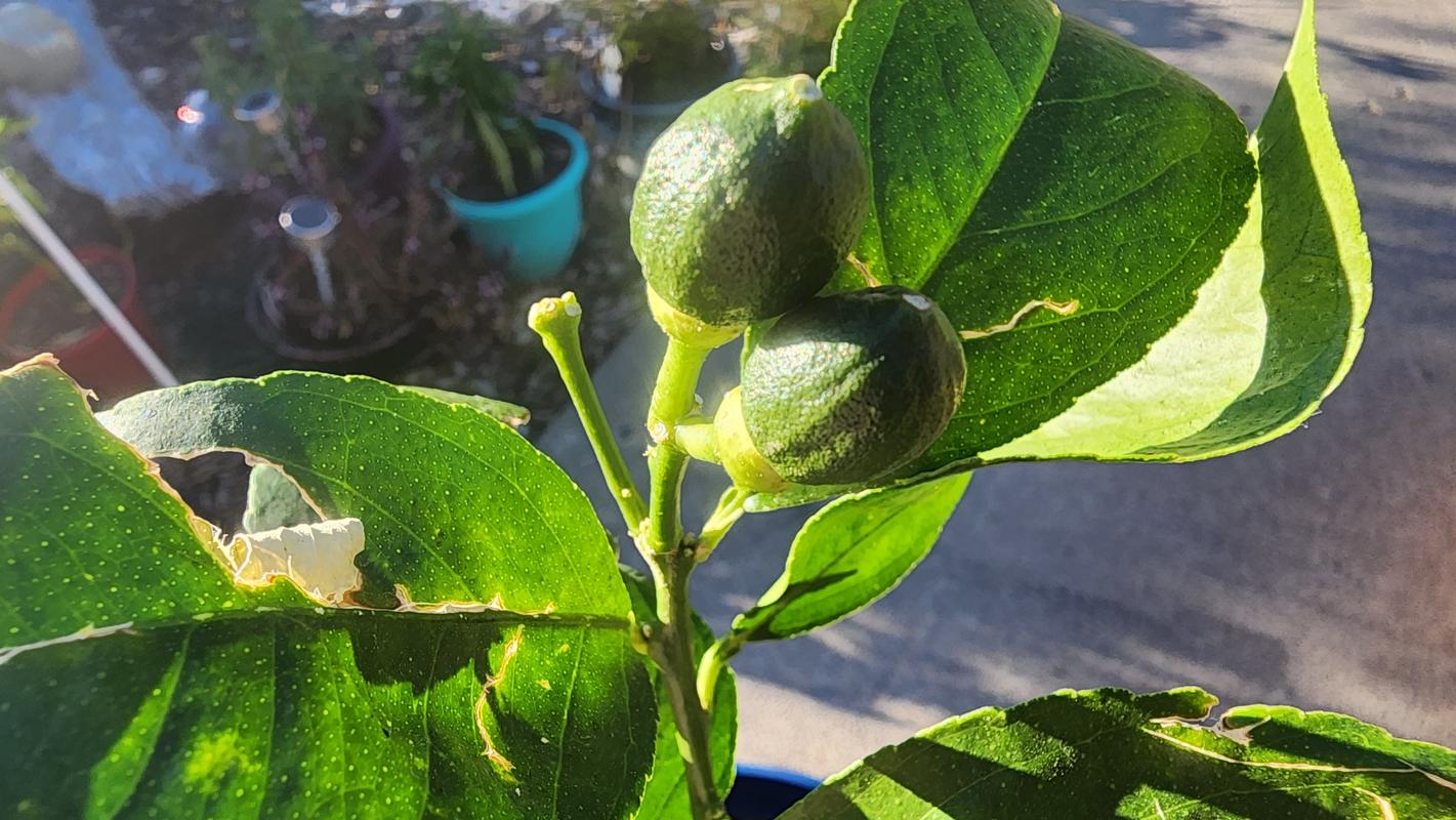 Meyer Lemon Trees for Sale