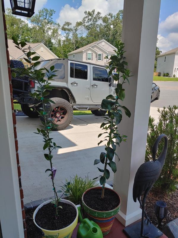 Key Lime Trees for Sale