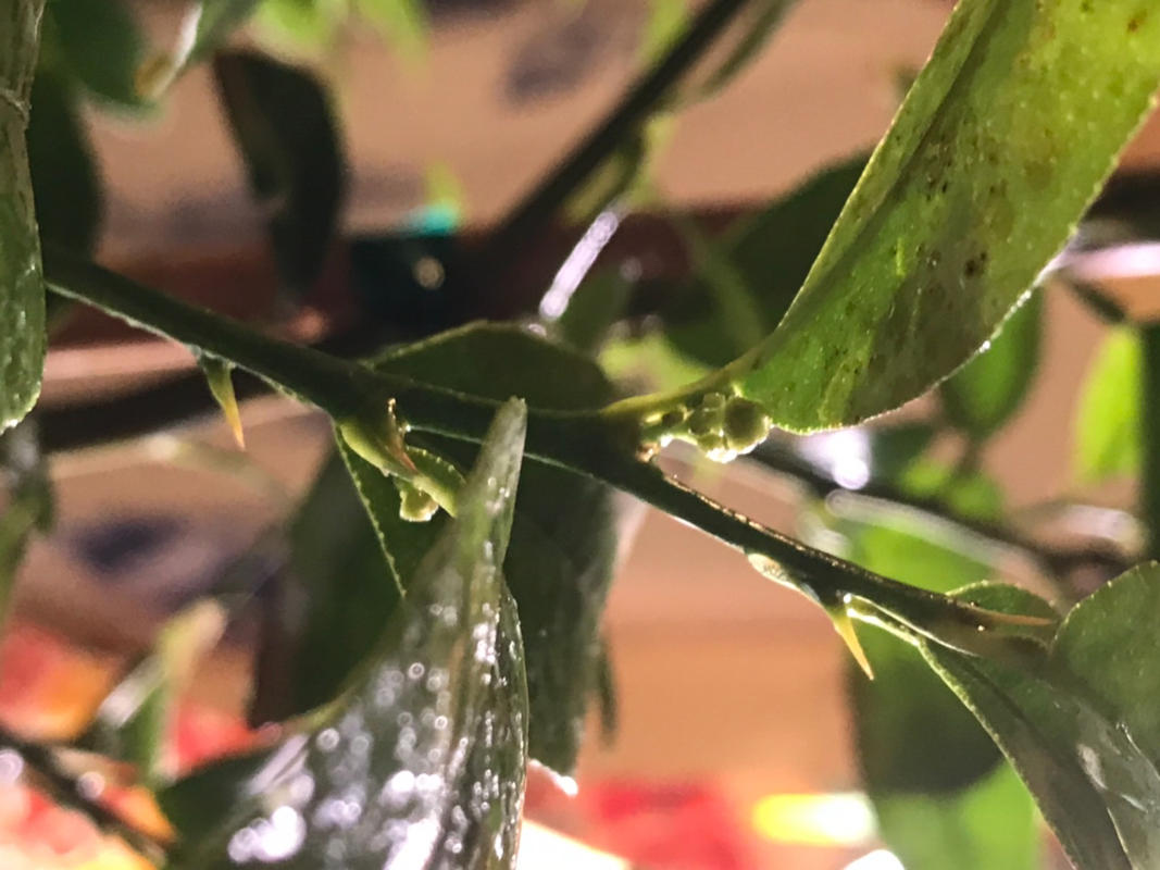 Key Lime Trees for Sale