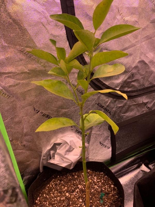 Moro Blood Orange Trees for Sale