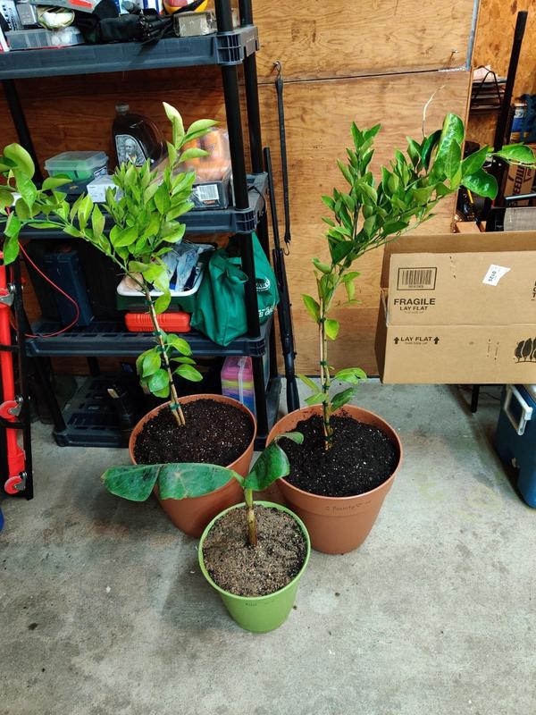 Navel Orange Trees for Sale