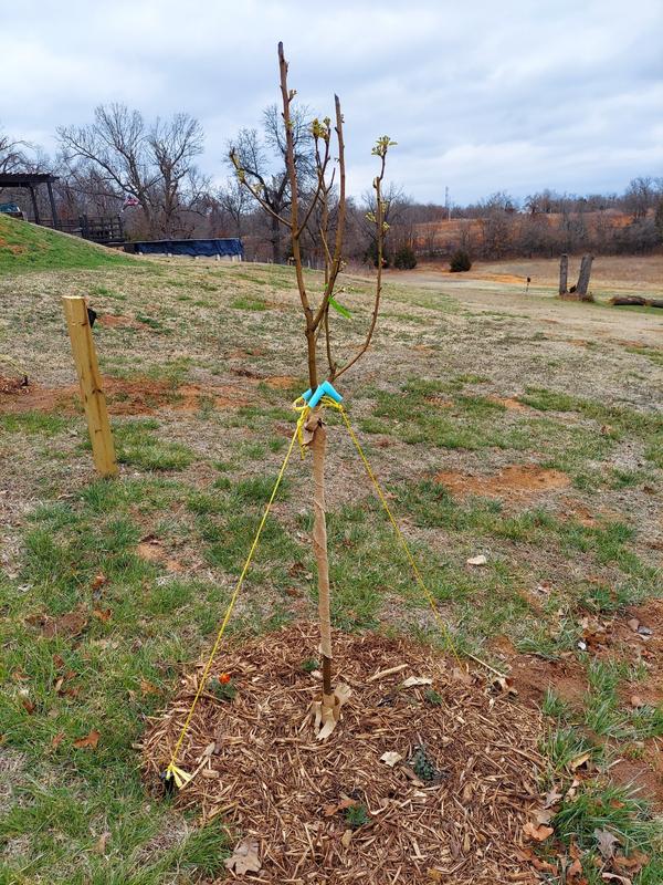 Kieffer Pear Trees for Sale– FastGrowingTrees.com