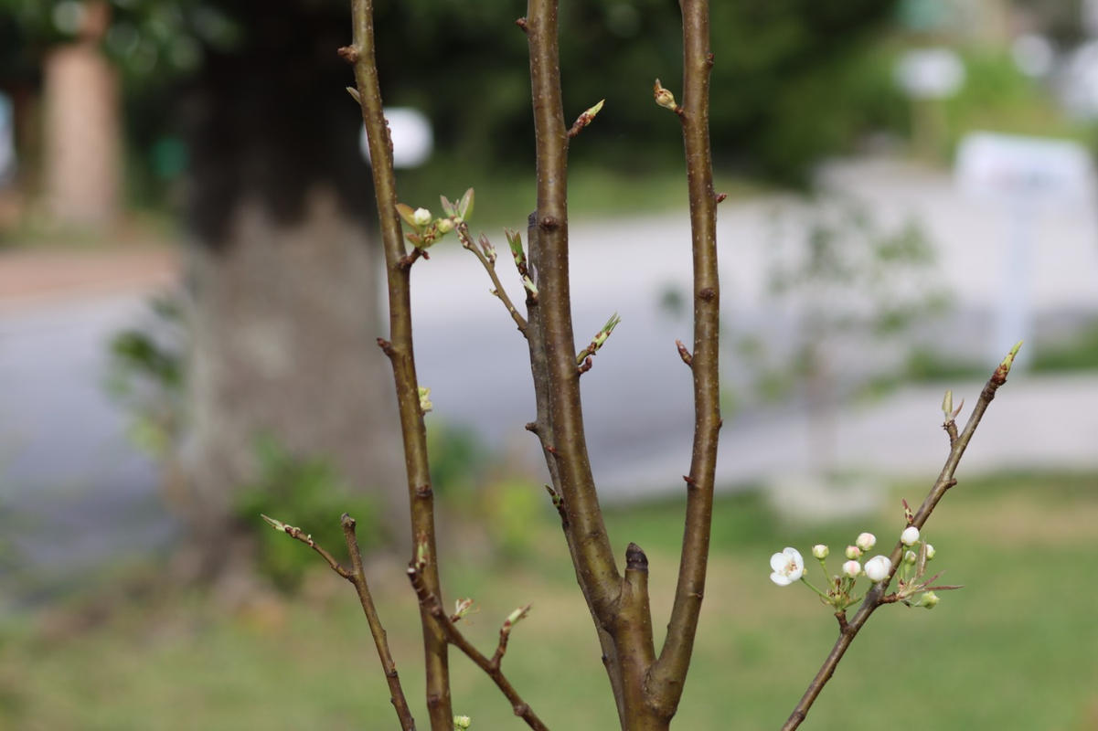 Kieffer Pear Trees for Sale
