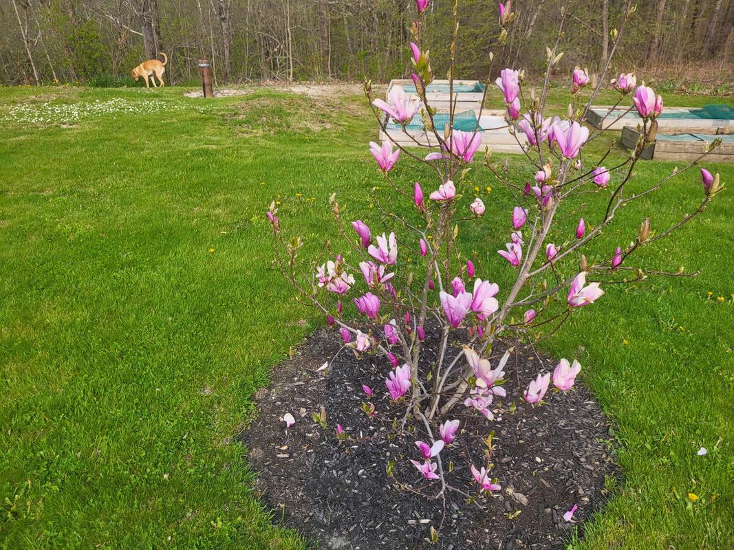 Jane Magnolia Trees for Sale