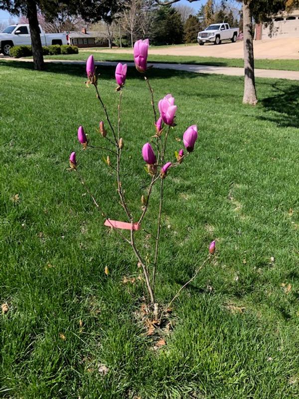 Jane Magnolia Trees for Sale