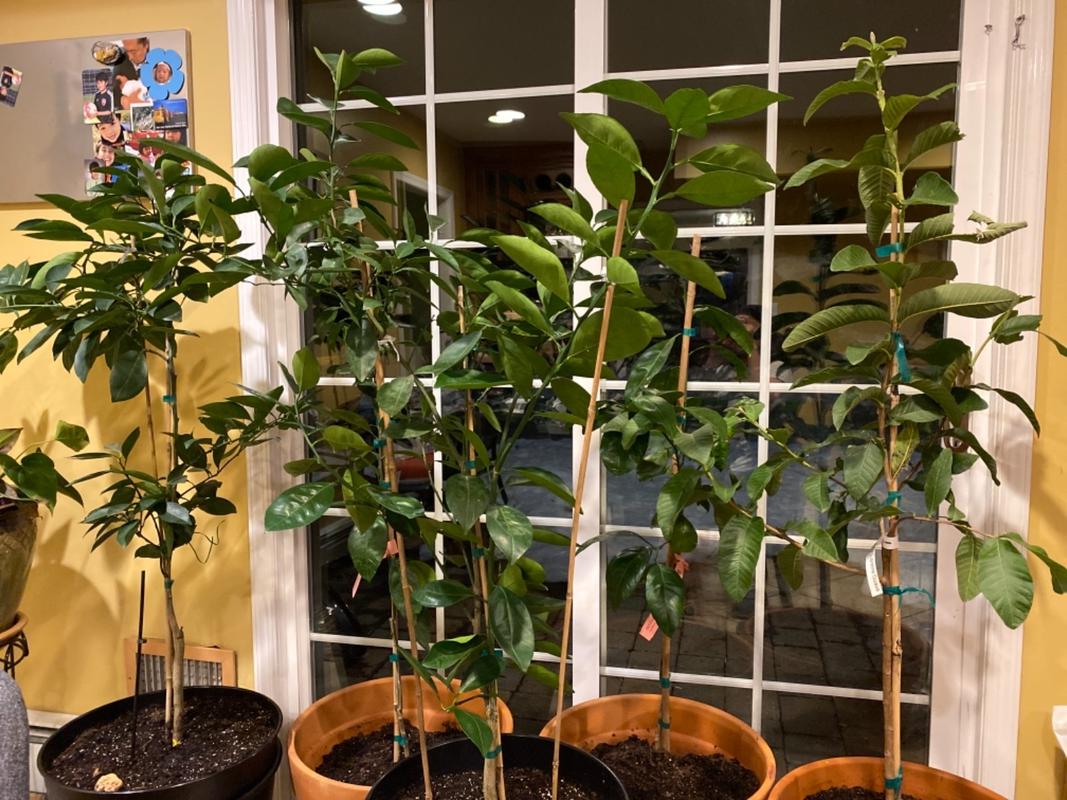 Cara Cara Orange Trees for Sale