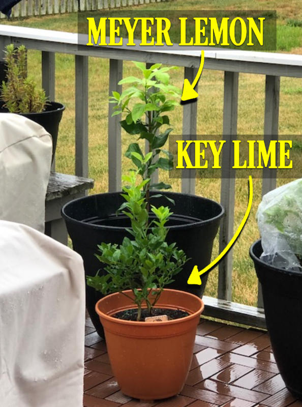 Meyer Lemon Trees for Sale