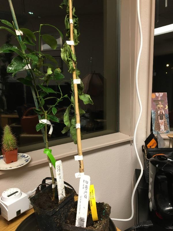 Meyer Lemon Trees for Sale