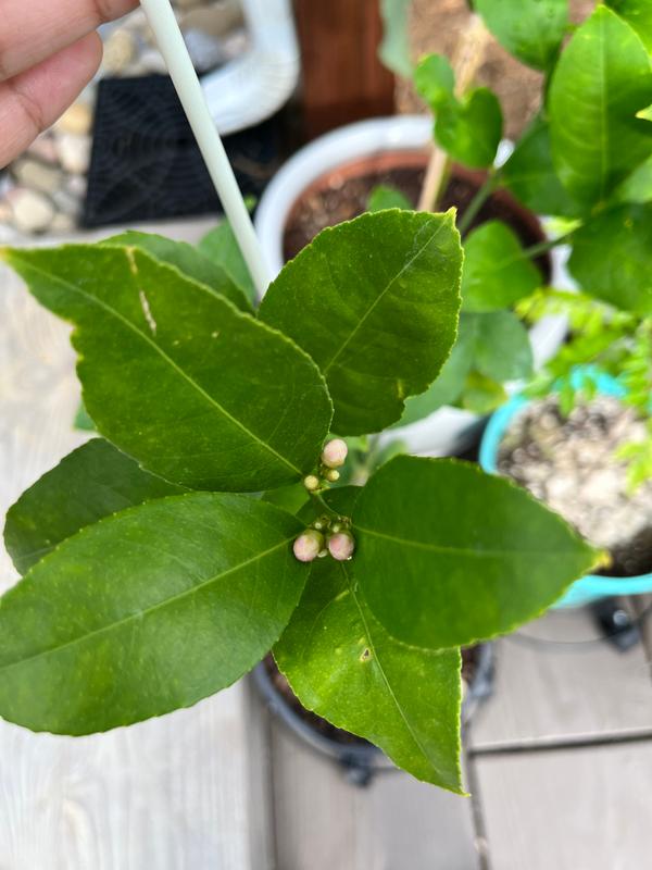 Meyer Lemon Trees for Sale