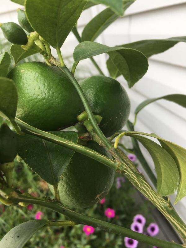 Meyer Lemon Trees for Sale