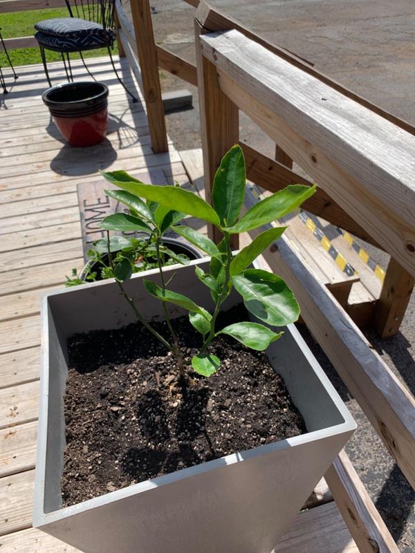 Meyer Lemon Trees for Sale