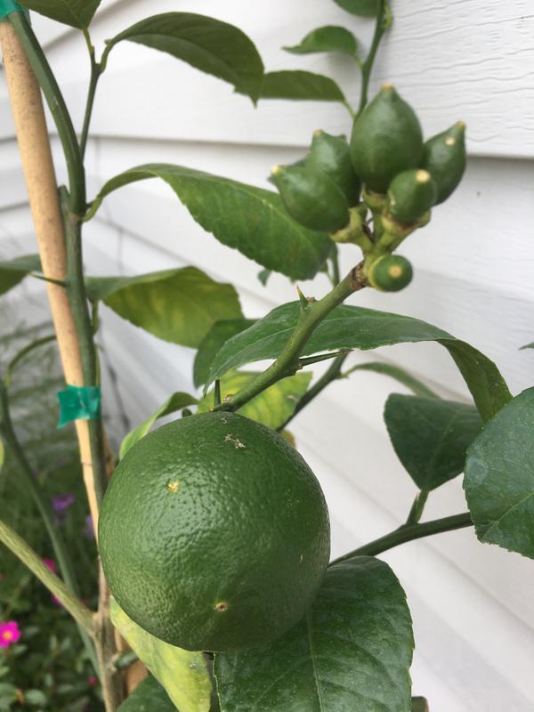 Meyer Lemon Trees for Sale