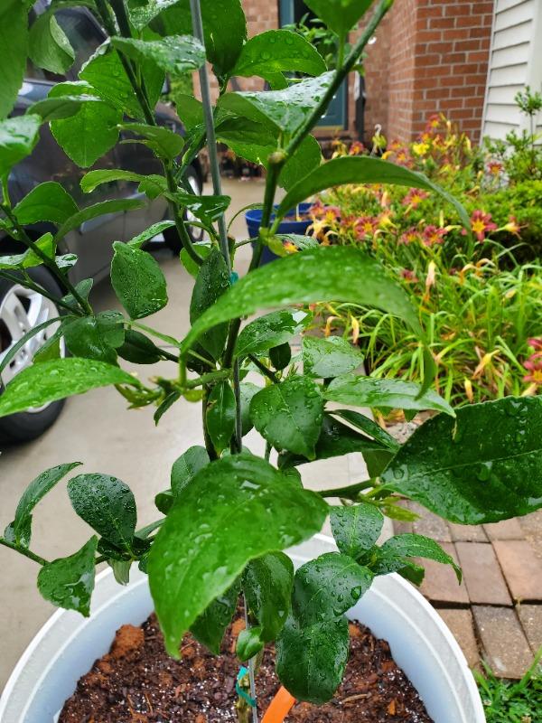 Meyer Lemon Trees for Sale – FastGrowingTrees.com