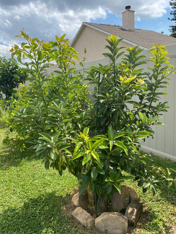 Cold Hardy Avocado Trees for Sale