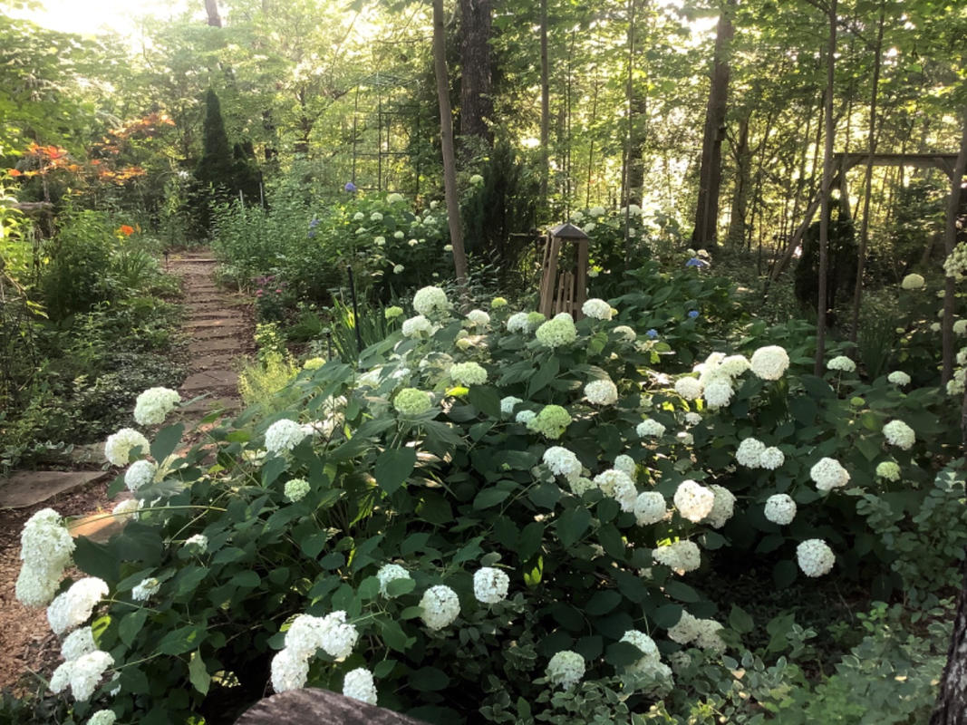 Annabelle Hydrangeas for Sale – FastGrowingTrees.com